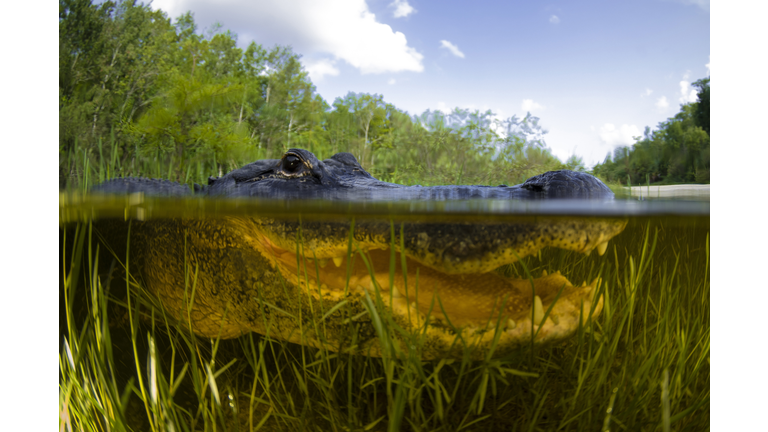 Split level view of an American Alligator, Florida Everglades.