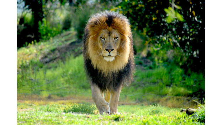 Male Lion staking prey