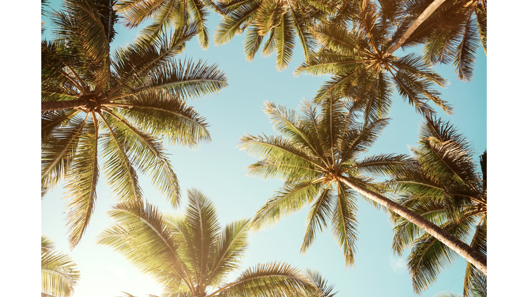 Summer background. Low angle view of tropical palm trees over clear blue sky