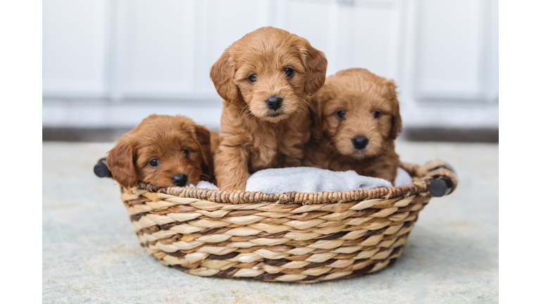 Adorable litter of Goldendoodle puppies in a basket