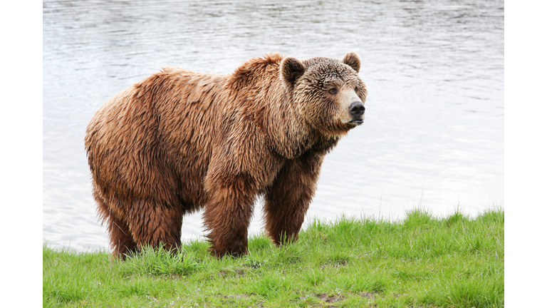 Brown bear in the nature