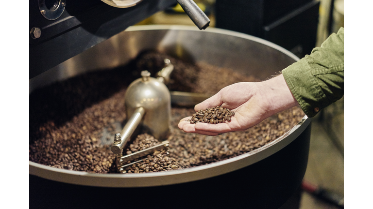 Mans hand holding coffee beans from roaster