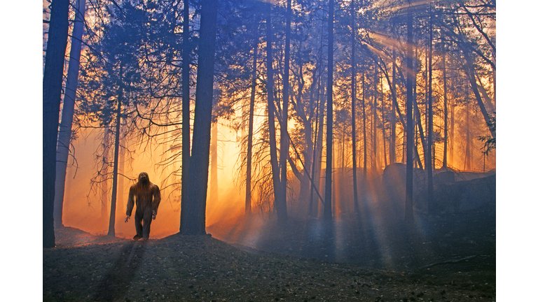 Bigfoot or Sasquatch in a mysterious forest