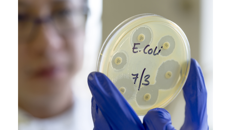Microbiologist holding an antibiotic sensitivity plate of an E. coli bacteria