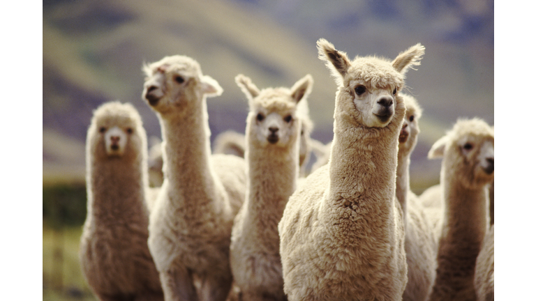 A herd of Alpaca