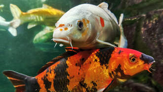 Even A Fish Needs A Little Comfort