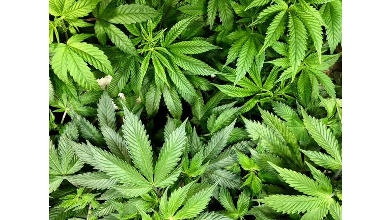 Looking down at medical marijuana leaves