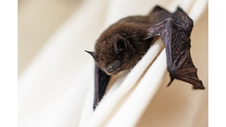 common pipistrelle (Pipistrellus pipistrellus) a small bat