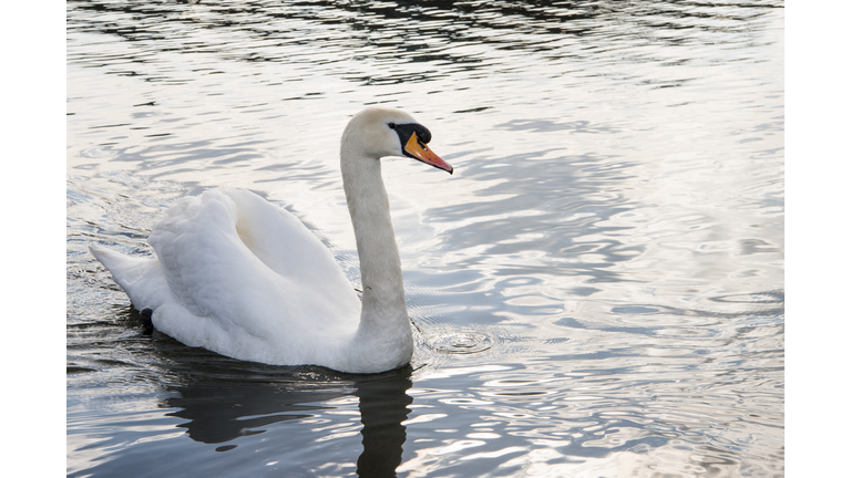 Mute swan in lake