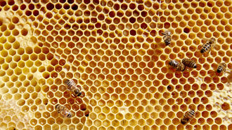 Missing Bees & Torsion Field Physics