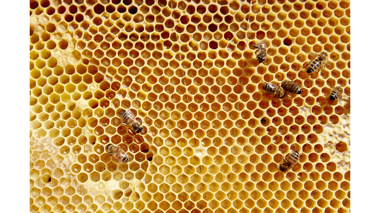 Missing Bees & Torsion Field Physics