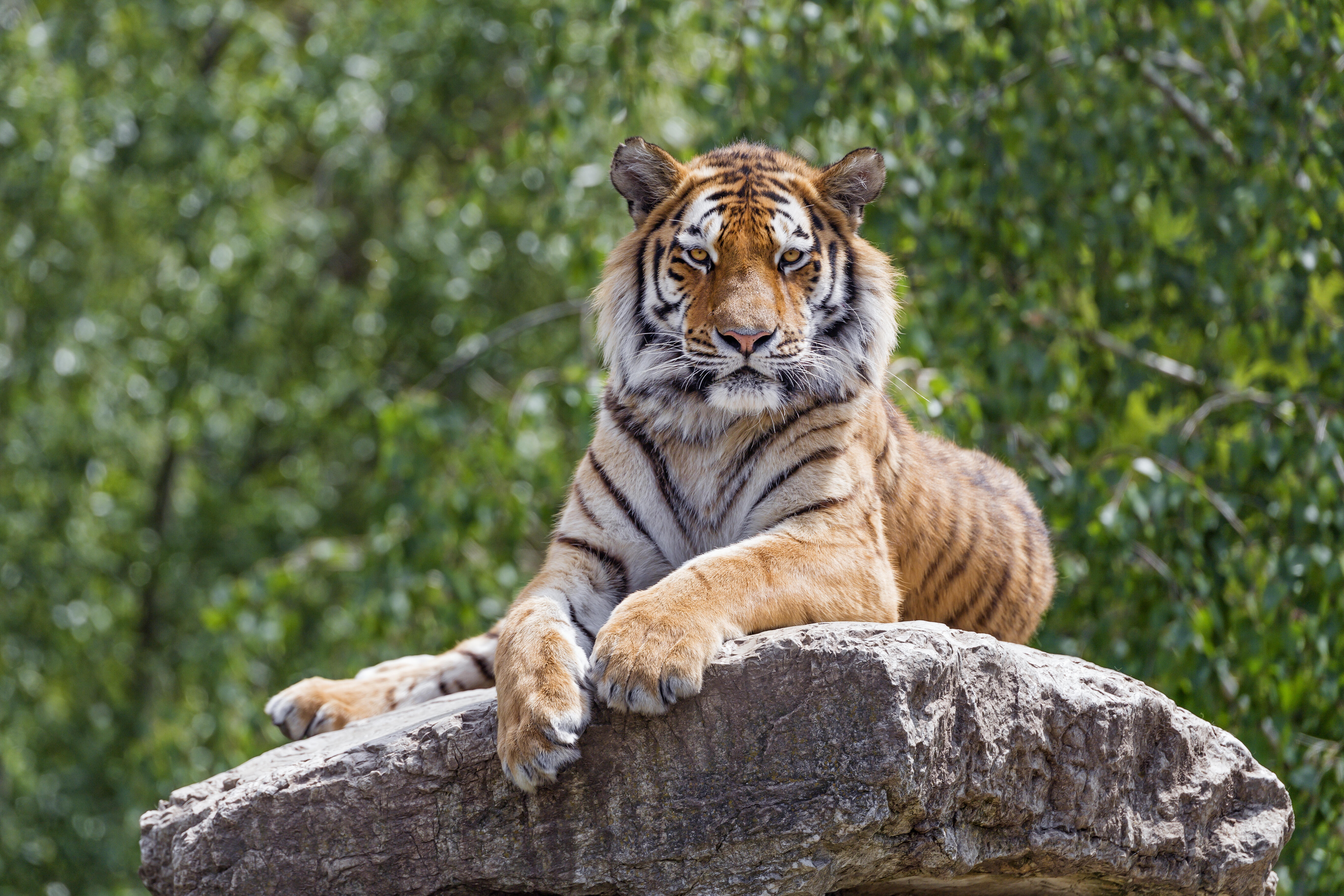 The Moment Tiger Trainer Is Attacked By One Of The Big Cats  US 103.5