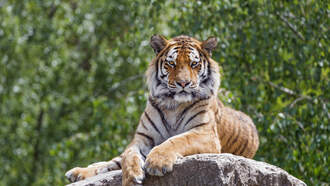 The Moment Tiger Trainer Is Attacked By One Of The Big Cats 