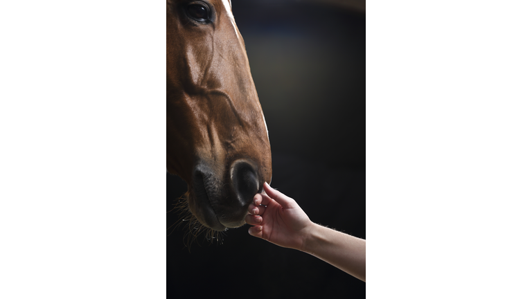 Hand stroking horse