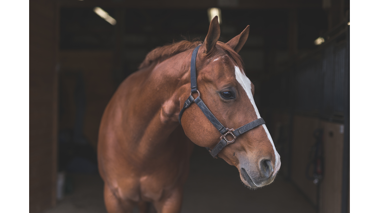 Beautiful horse in the country