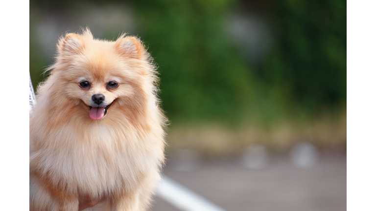 Portrait of pomeranian dog