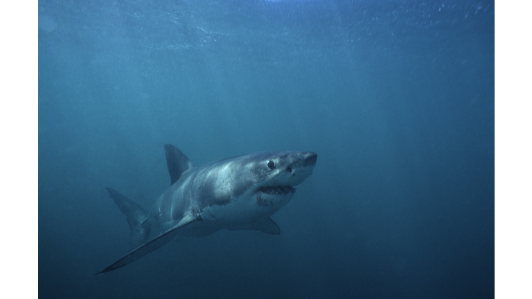 great white shark,carcharodon carcharias,swimming, gaansbai, s. africa