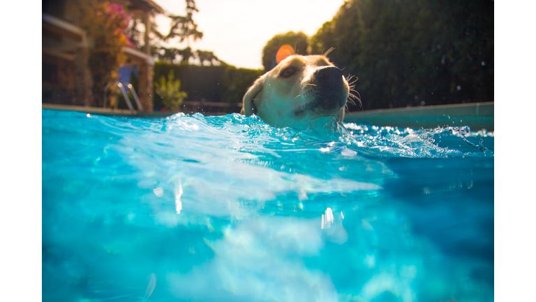 Labrador dog playing with his owner swimming in the home swimming pool during a hot day in summer, cooling off with underwater view.