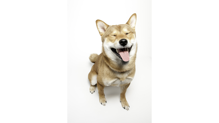 Funny Faced Shiba Inu Dog