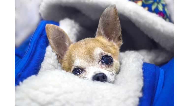 Chihuahua dog lying wrapped in a jacket.