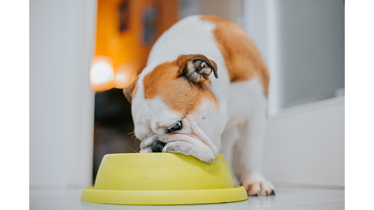 dog eating from his bowl.indoor