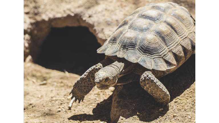 Desert Tortoise