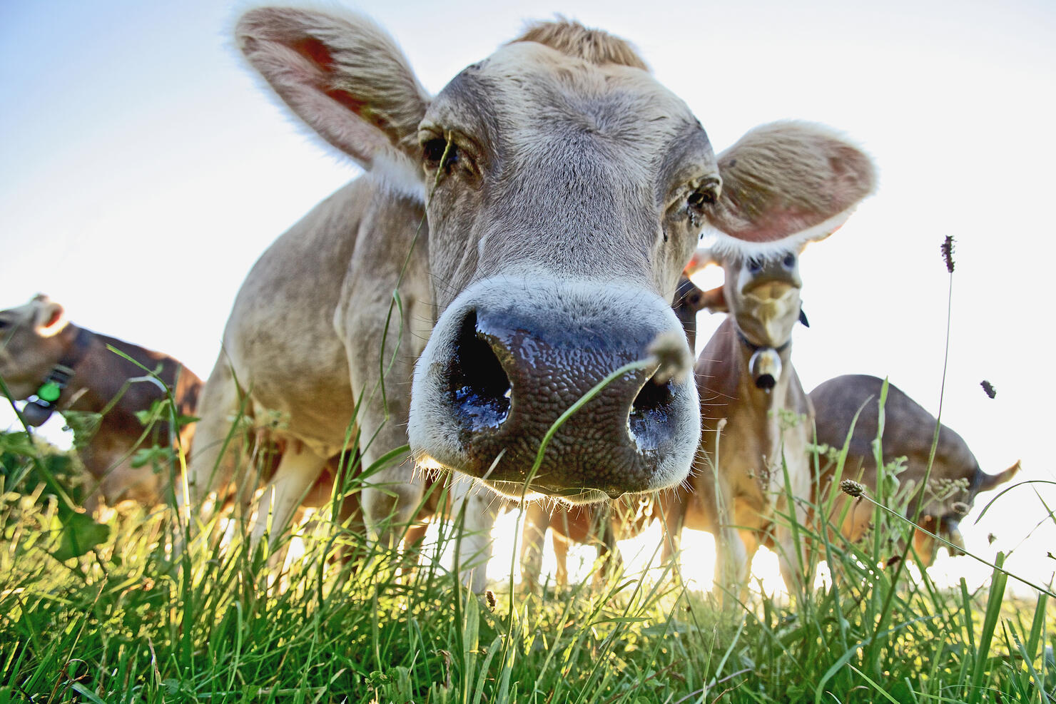 Cows on a meadow