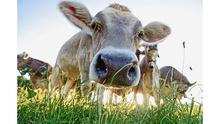 Cows on a meadow