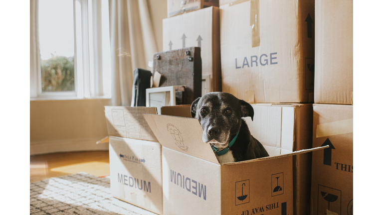 A Dog in a Cardboard Box on Moving Day