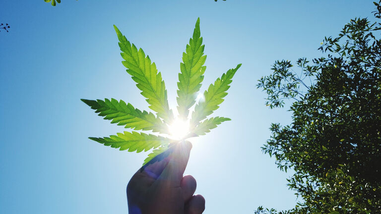 Cropped Image Of Hand Holding Marijuana Against Clear Sky