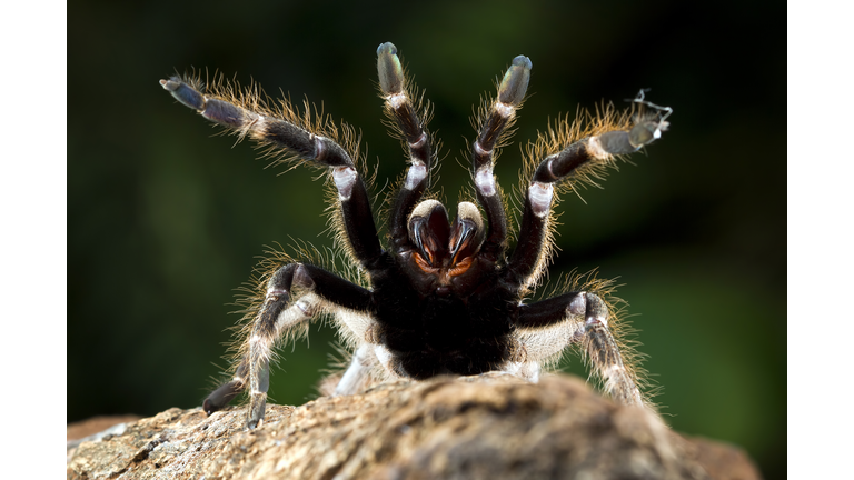 Ceratogyrus darlingi tarantula rearing up, Indonesia