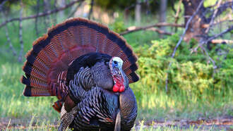 TURKEY SEASON NEARS - CLASSES OPEN