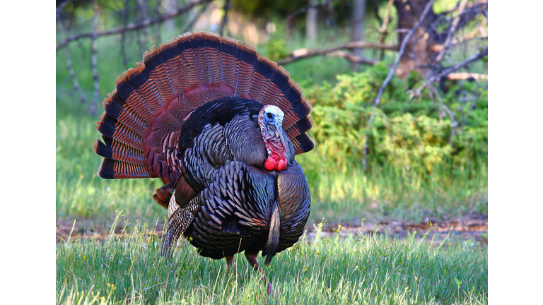 Wild turkey