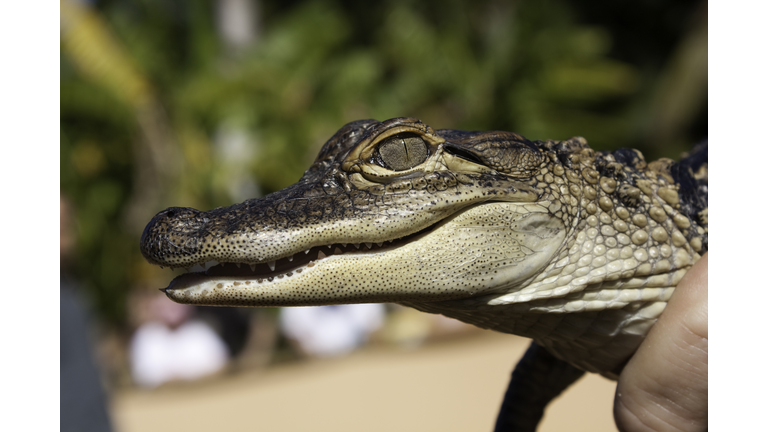 Baby Alligator