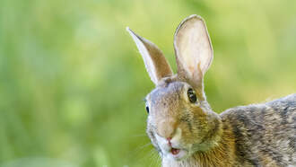 It's Robotic Rabbits Versus Pythons in the Florida Everglades