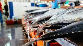 Girl In The Keys Gets Her Arm Nearly Swallowed By A Tarpon