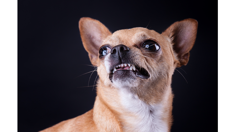 Angry chihuahua dog