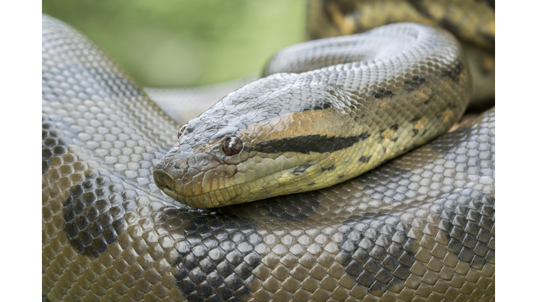 Green Anaconda Snake - Profile