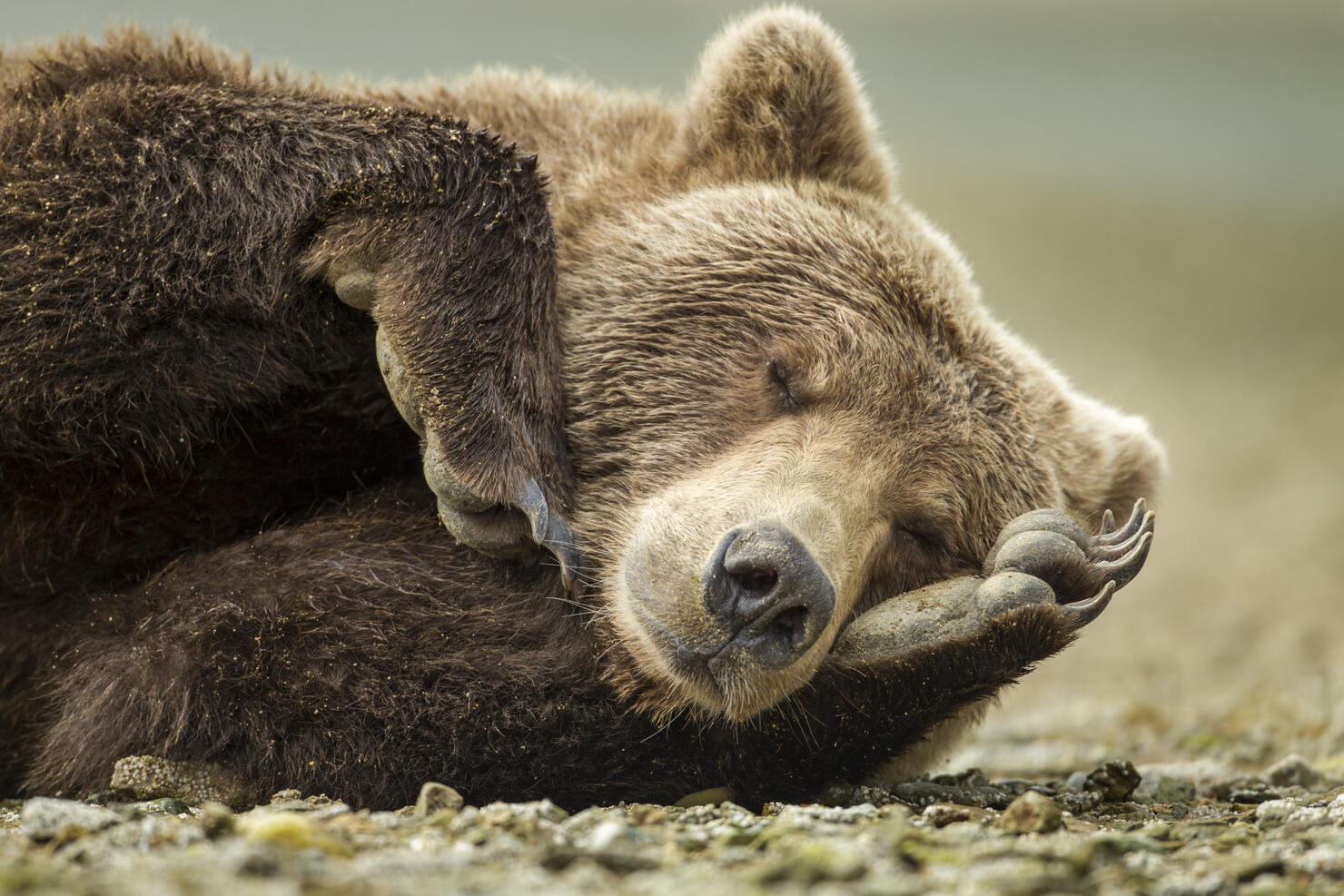 Sleeping Brown Bear, Katmai National Park, Alaska