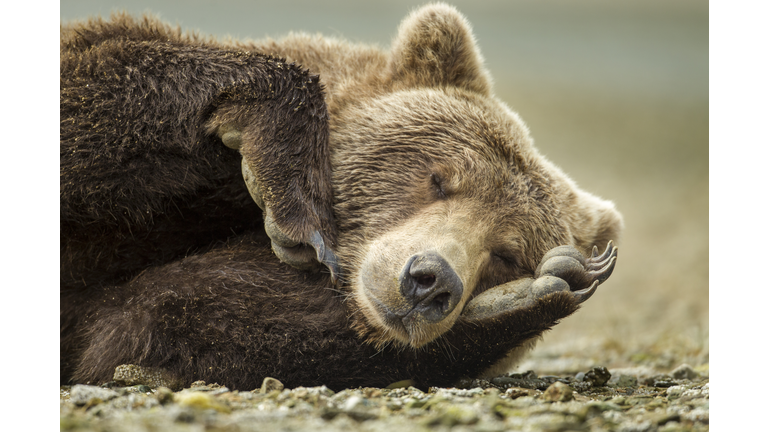 Sleeping Brown Bear, Katmai National Park, Alaska