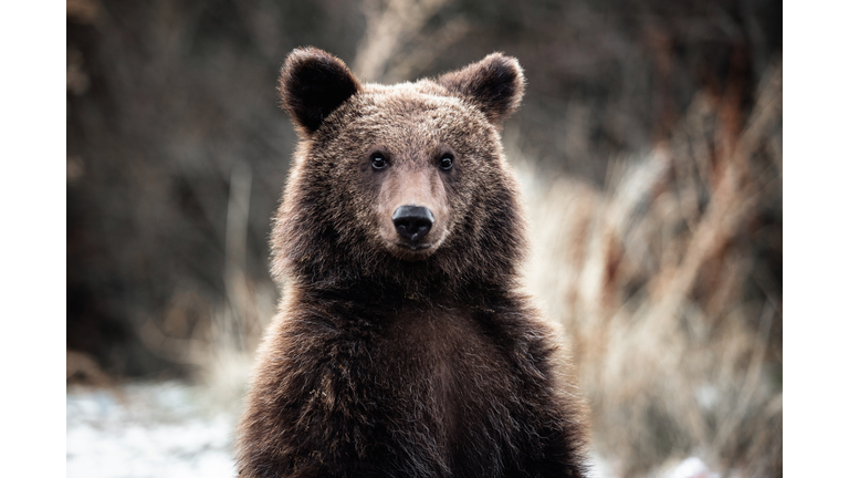 Brown Bear Portrait In The Wilderness Forest