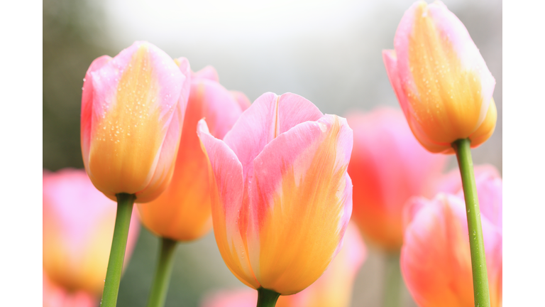 Multicolor Tulips Blooming Outdoors