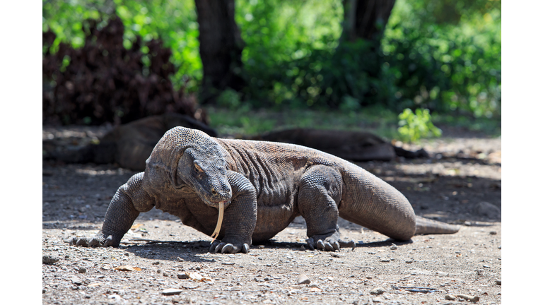 Komodo dragon in Komodo National Park, Flores.