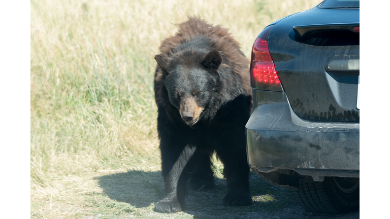 Brown Bear by a car