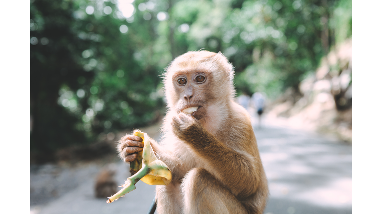 Portrait of monkey. Close-up monkey have a rest. Fooling around. Eating bananas. Thailand.