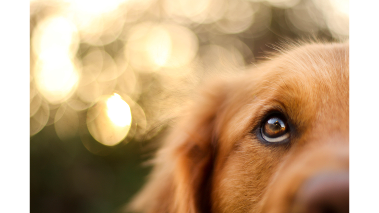 Golden Retriever eyes of devotion