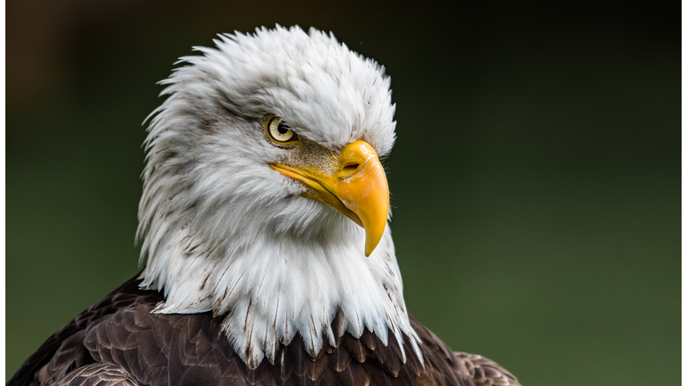 The stare of a Bald Eagle