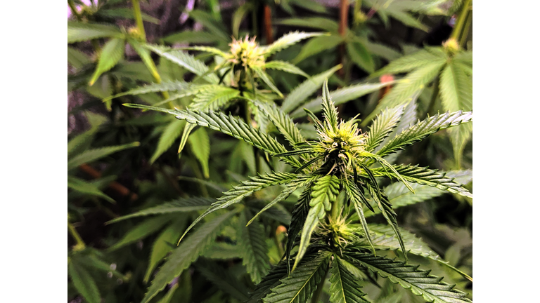 Medical cannabis growing indoors