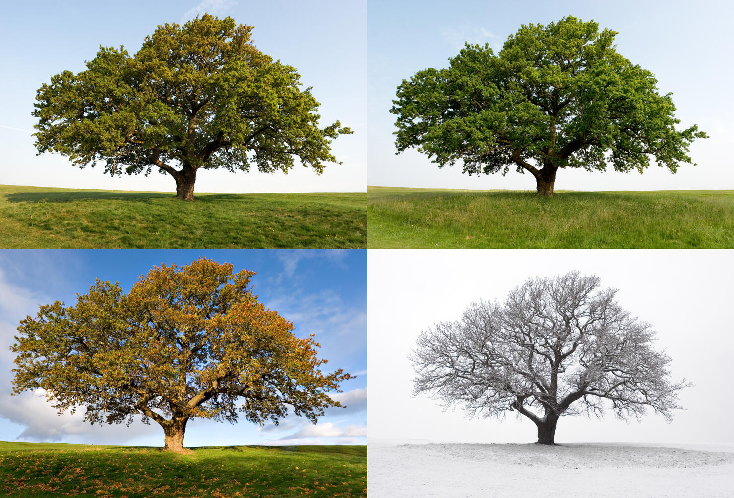 One Oak - Four Seasons