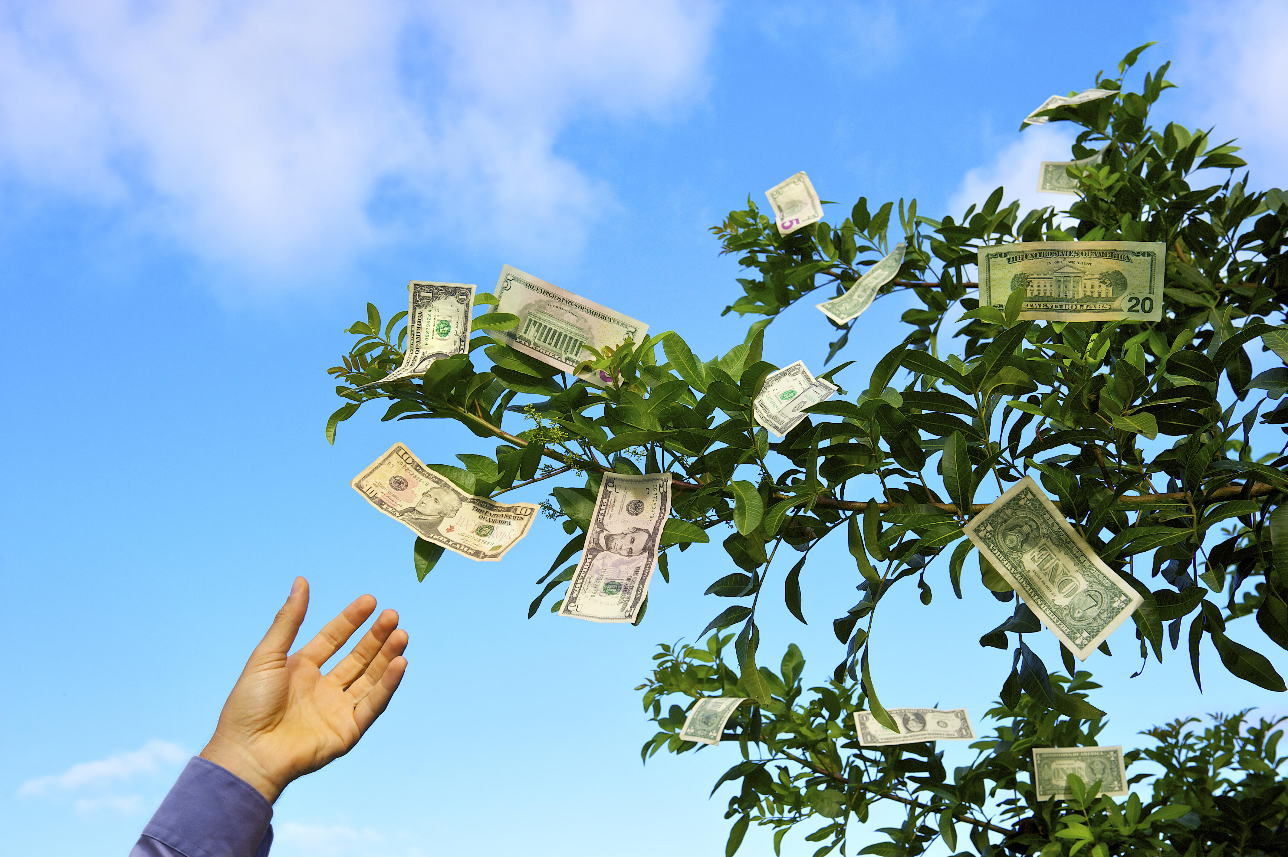 Березка деньги. Дерево с деньгами. Деньги растут на деревьях. Деньги и природа. Денежное дерево с купюрами.